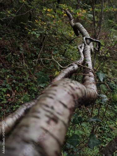 Foto Branche d'arbre en foret