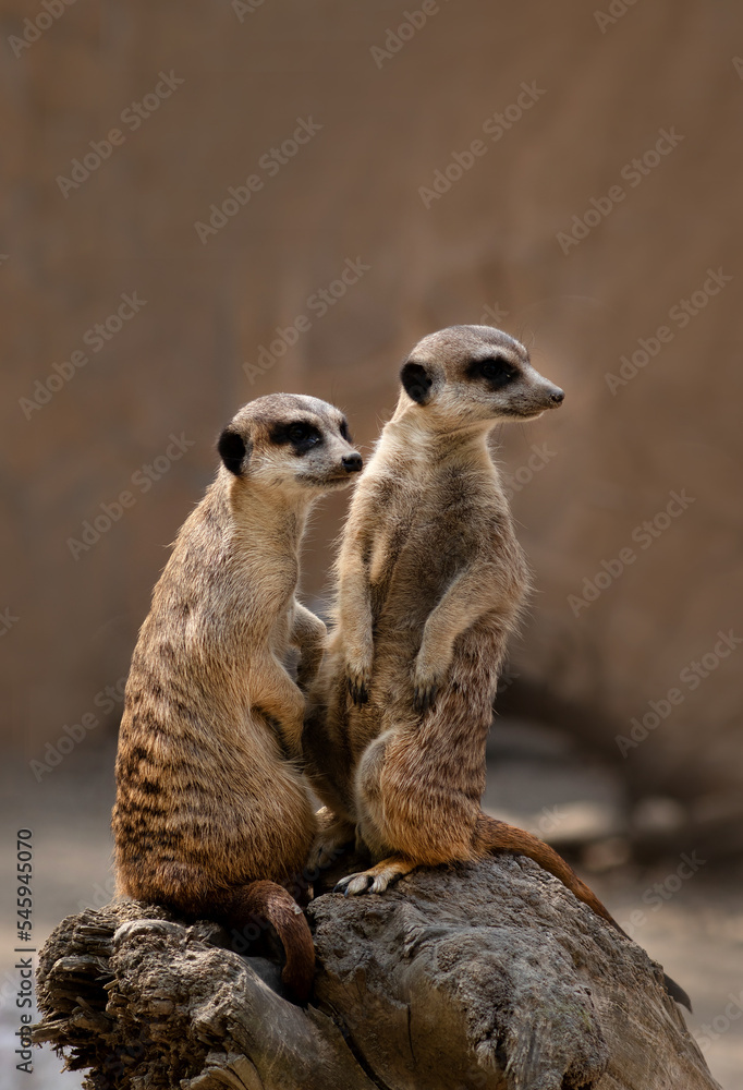 couple of surricats sitting on a stone couple of surricats sitting on a stone