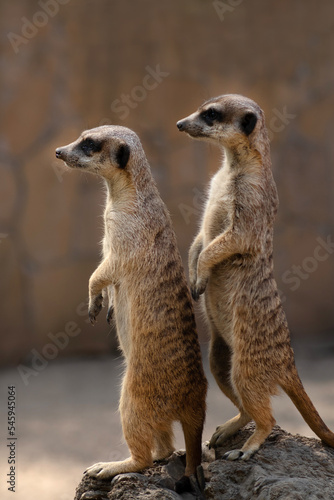 two meerkats look ahead in zoo