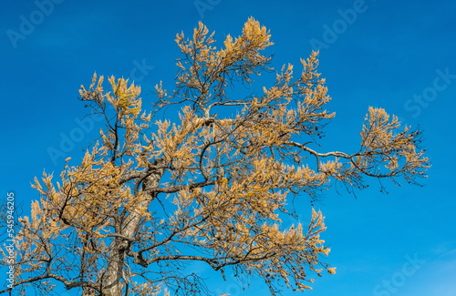 The top of a larch tree with yellow needles on the mountain against the blue sky in autumn