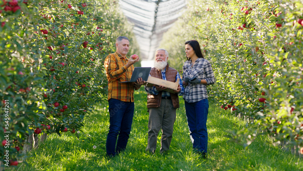 Fototapeta premium In front of the camera in the middle of apple orchard group of young and old farmers walking through the orchard take some ripe apples and analysing the harvest using the laptop to make a statistic
