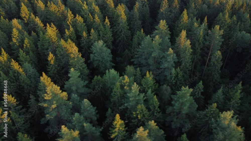 Evergreen forest Evergreen forest