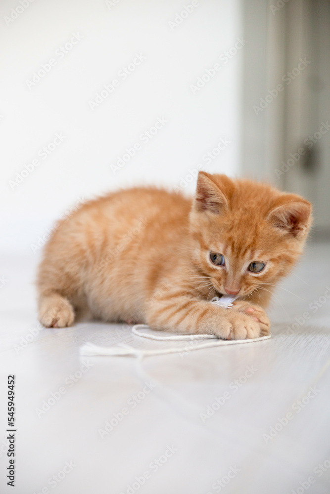 Small red kitten plays with rope in bright apartment.