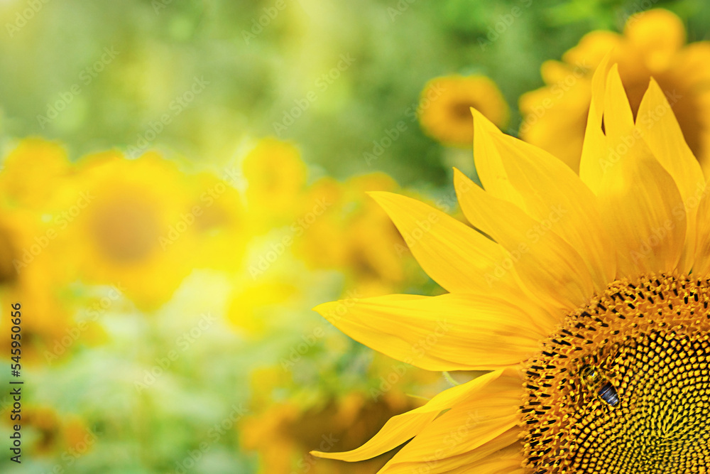 Naklejka premium honey bee pollinating sunflower plant.