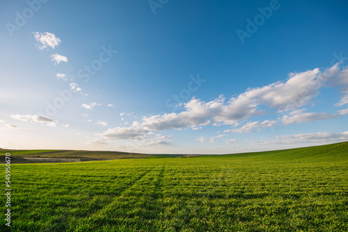 Green field, spring background with fresh green grass and blue sky