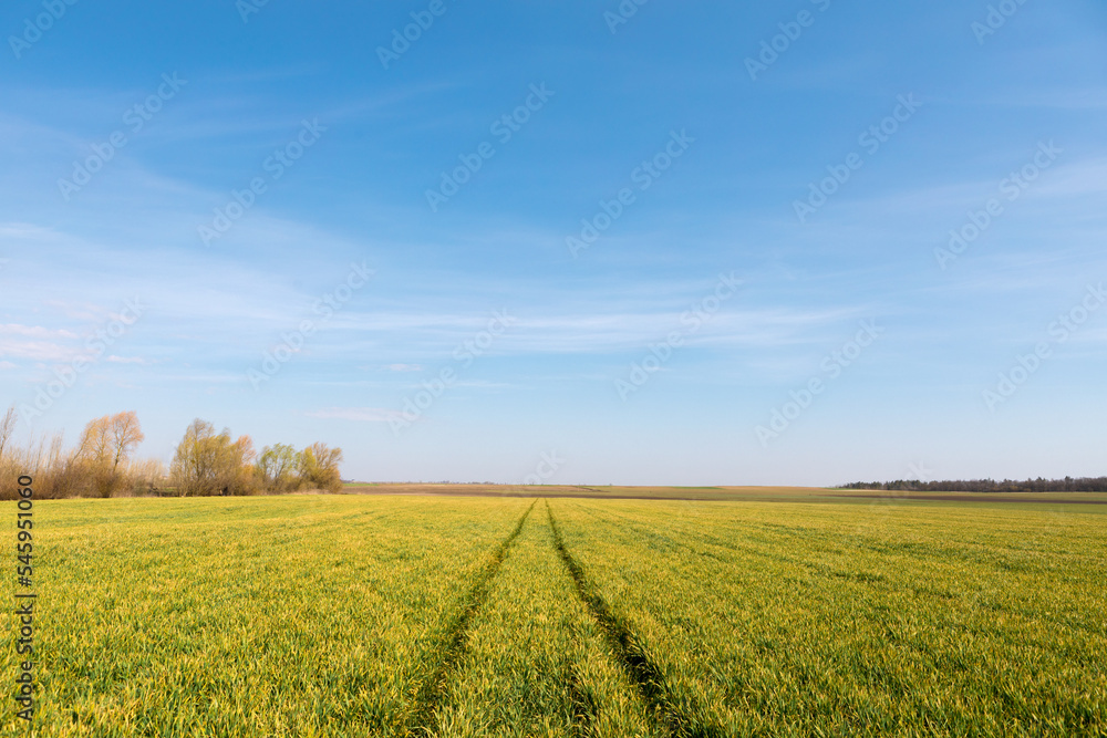 Green field, spring background with fresh green grass and blue sky Green field, spring background with fresh green grass and blue sky