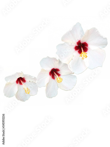 white orchid isolated on white background