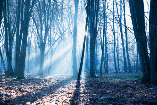 Fototapeta poranna mgła w lesie i promienie słońca