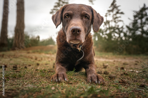 Brown Labrador laying down close up of head and paws looking at the camera in a forest