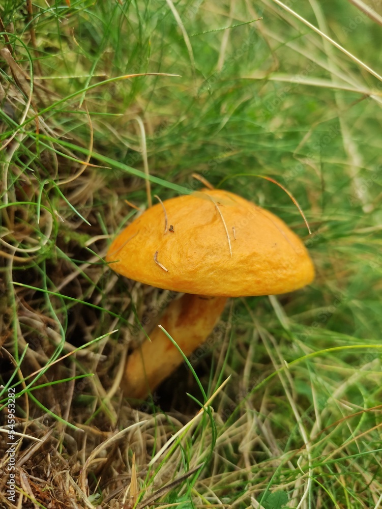 Champignon orange Champignon orange