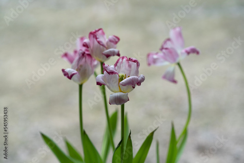 Withered tulips flowers with blurred bright background and partially blurred focus.