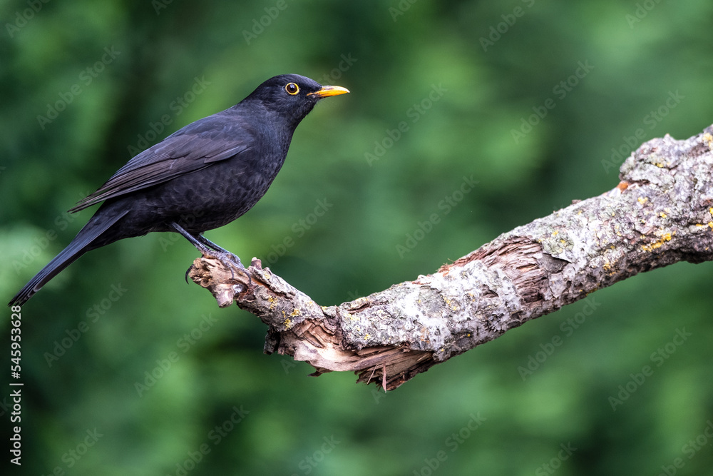 One of the most familiar birds in the parks and gardens of Europe, the common blackbird. This is perched on a branch and soon flies away.
One of the most familiar birds in the parks and gardens of Europe, the common blackbird. This is perched on a branch and soon flies away.