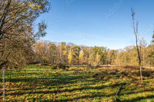 beautiful green landscape with trees in autumn