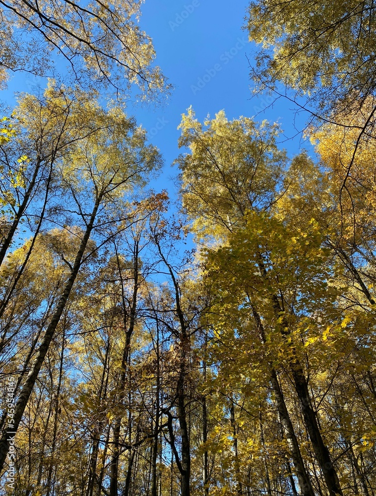 Vertical autumn background, Trees with yellow leaves, blue sky.