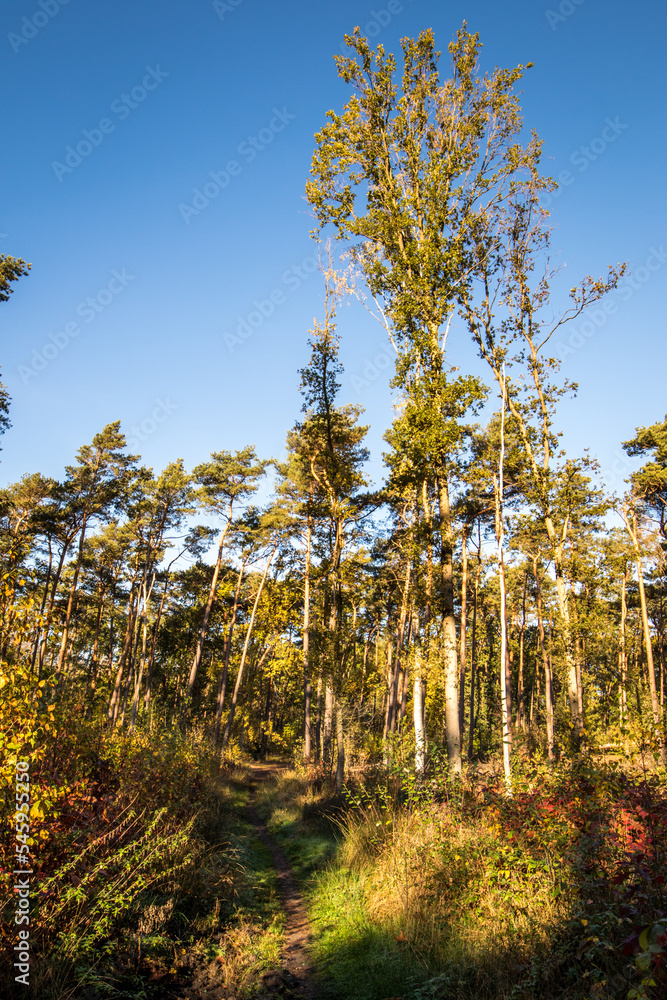 Fototapeta premium beautiful green landscape with trees in autumn