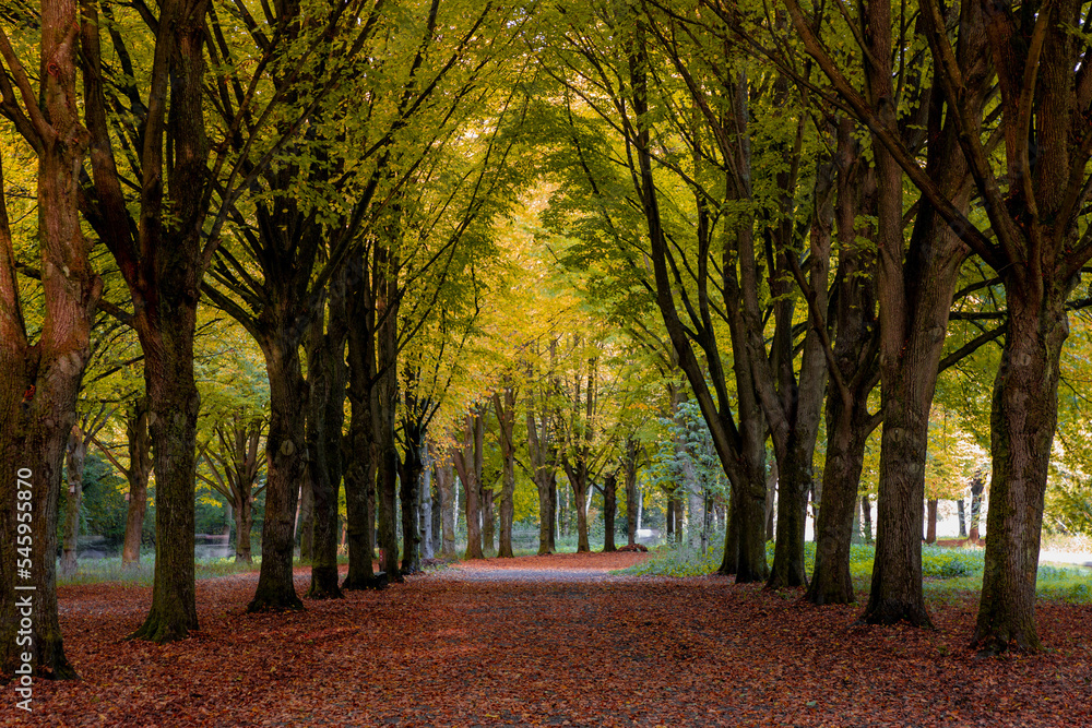 Beautiful autumn background with pathway through the wood, Yellow orange leaves fall on the ground floor with the rows of big trees along the walkways, Amsterdamse Bos (Forest) Amsterdam, Netherlands.