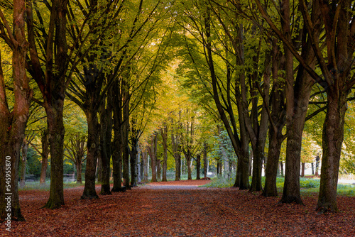 Beautiful autumn background with pathway through the wood  Yellow orange leaves fall on the ground floor with the rows of big trees along the walkways  Amsterdamse Bos  Forest  Amsterdam  Netherlands.