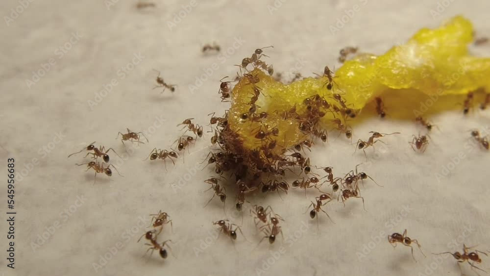 Tiny red ants swarm the food to be brought to the nest Tiny red ants swarm the food to be brought to the nest