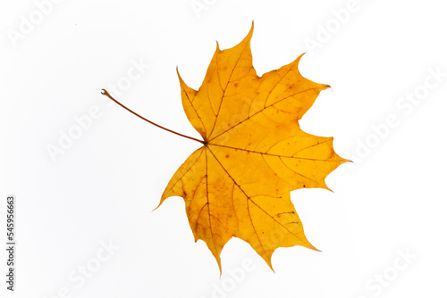 bright autumn leaves on a white  isolated background. colorful postcard on the autumn theme. fading nature close-up. desktop wallpapers. place for text