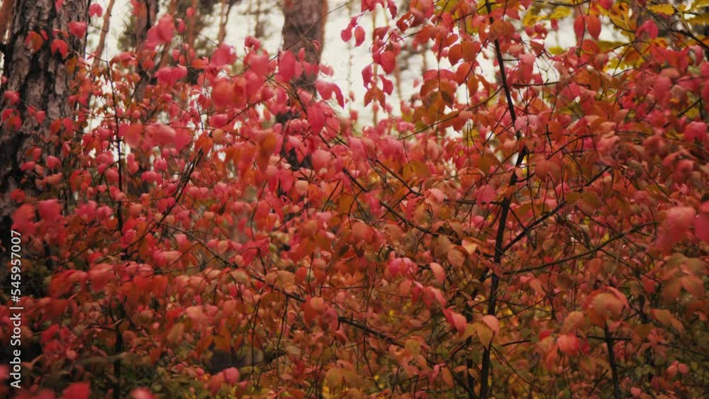 bright red autumn leaves in a deciduous forest. branches with red autumn leaves in autumn. autumn landscape. red leaves. bright red autumn leaves in a deciduous forest. branches with red autumn leaves in autumn. autumn landscape. red leaves.