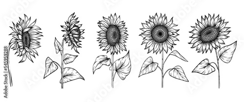 Line art set of sunflowers 