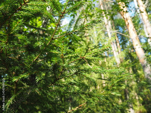 Picea spruce, a genus of coniferous evergreen trees in the pine family Pinaceae. Coniferous forest in Karelia. Spruce branches and needles. The problem of ecology, deforestation and climate change