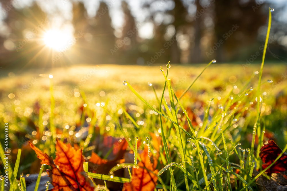 Jesienny trawnik w parku. Słonecznie, kolorowe liście, , zielona trawa z poranną rosą. - obrazy, fototapety, plakaty 