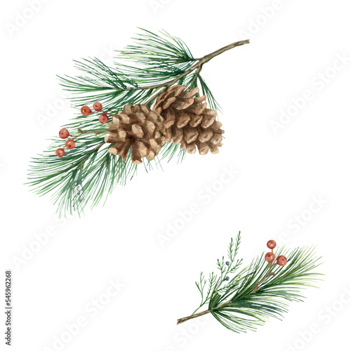 Watercolor vector Christmas arrangement with cones and pine branch.