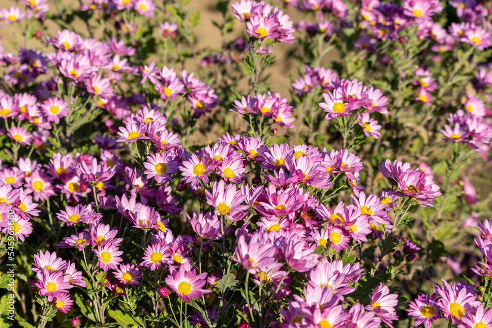 菊の花