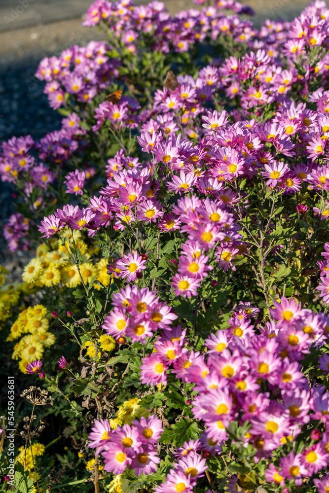 Naklejka premium 菊の花