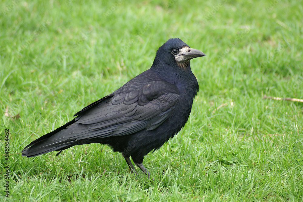 Naklejka premium A portrait of a Rook standing in grass 