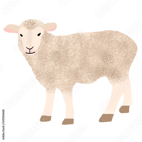 sheep isolated on white