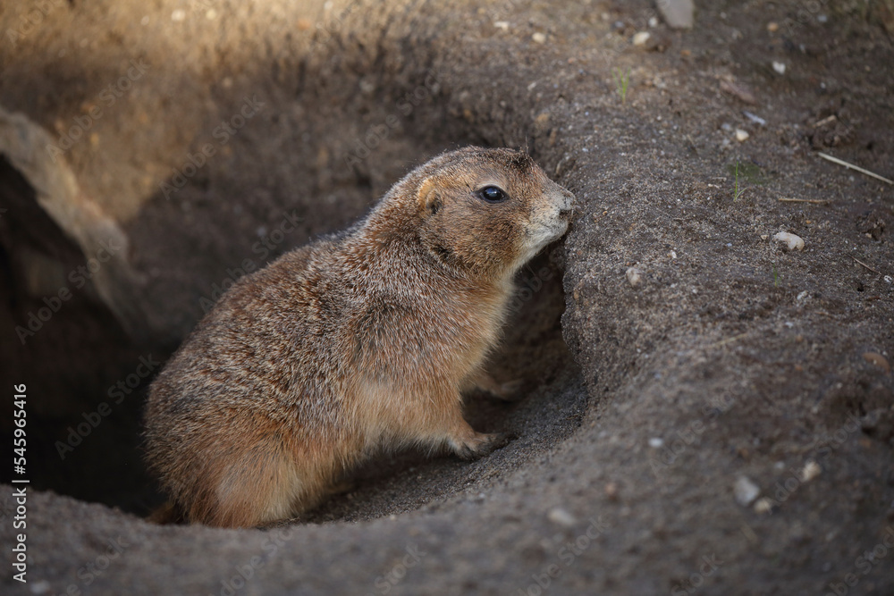 A Black-tailed Prairie Dog emerging from its burrow
A Black-tailed Prairie Dog emerging from its burrow