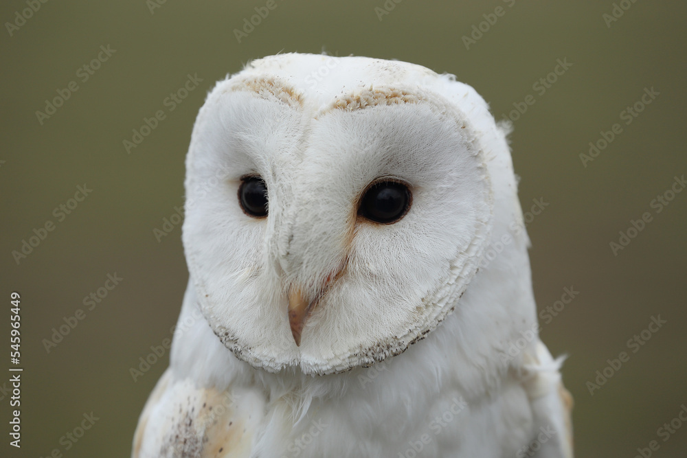 Obraz premium A portrait of a Barn Owl 
