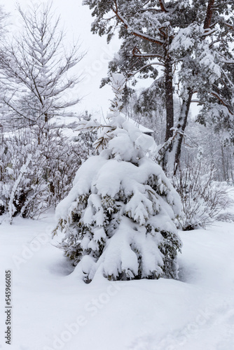 Winter. Snowfall. Spruce covered with snow