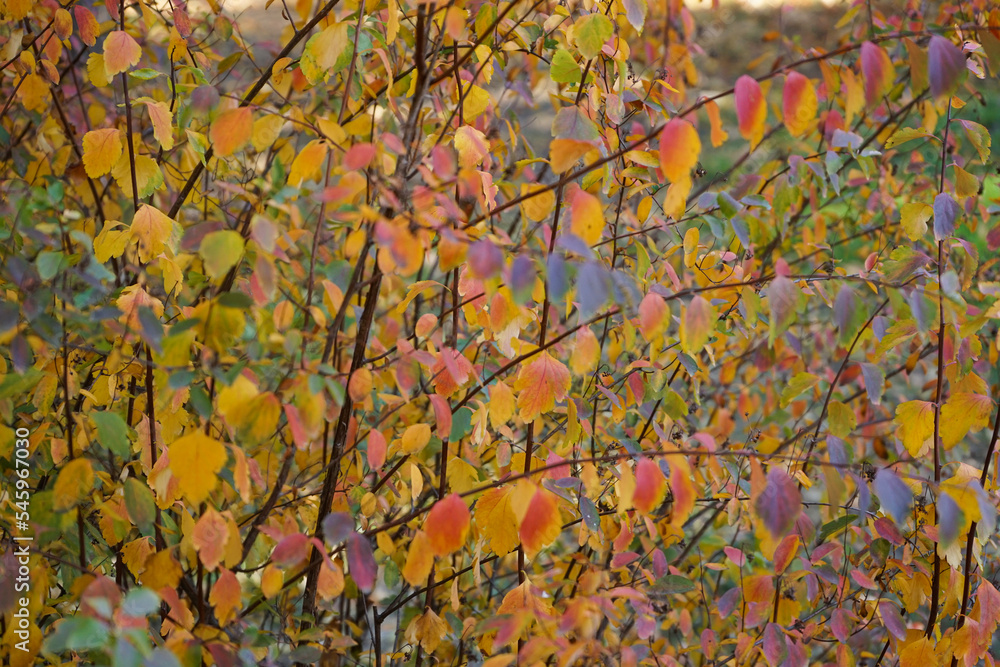 Yellow leaves on a branch in autumn park, close-up. Yellow leaves on a branch in autumn park, close-up.
