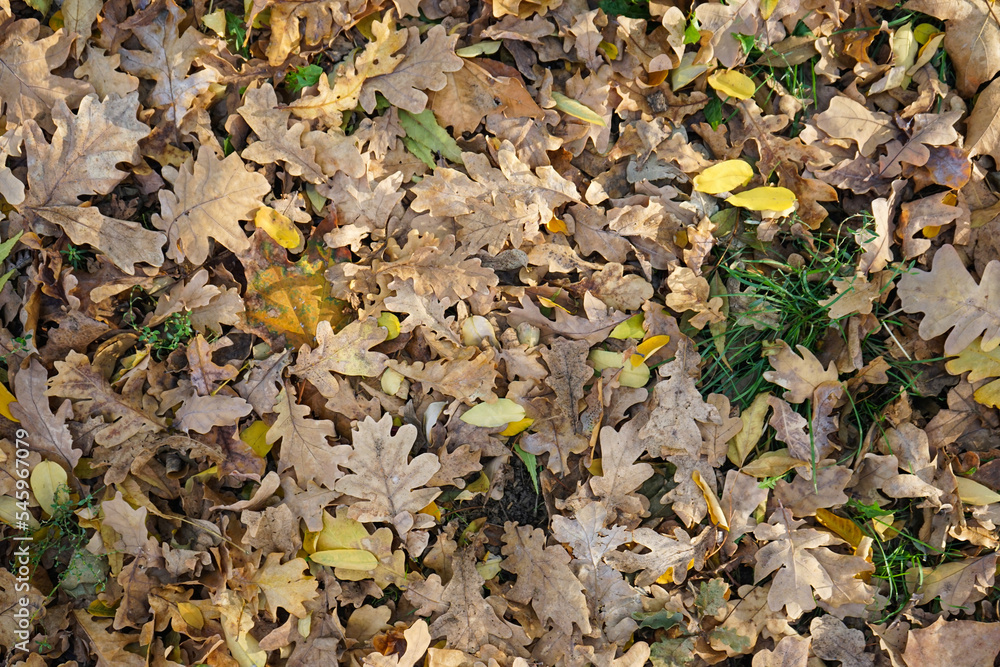 Multi-colored maple leaves lie on the grass. Top view. Scene of changing nature. Multi-colored maple leaves lie on the grass. Top view. Scene of changing nature.