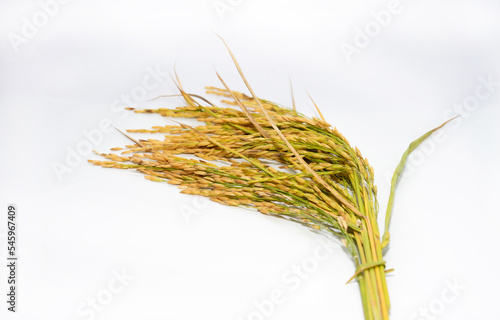 Paddy rice