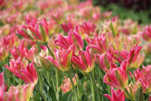 Zarte pinke Tulpen bl  hen auf einem Tulpenfeld in Holland