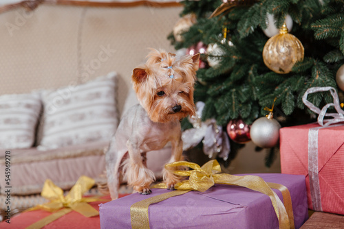 Happy New Year, Christmas holidays and celebration. Dog (pet) near the Christmas tree. 