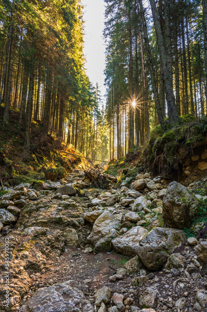 Gegenlicht mit Sonnenstern über ausgetrocknetem Flussbett im herbstlichen Wald