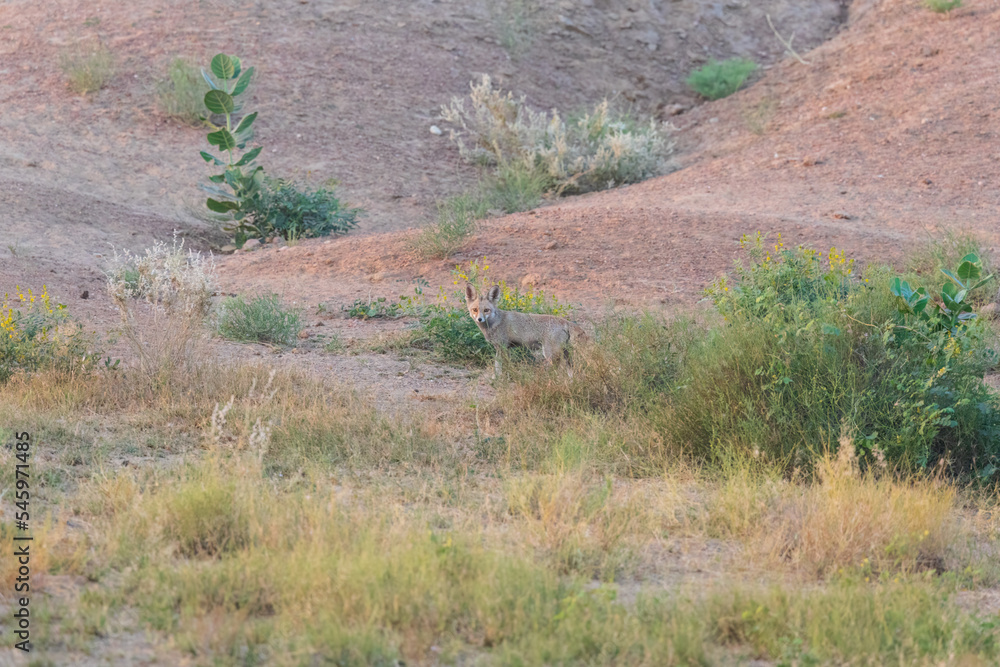 White-footed fox or desert fox(Vulpes vulpes pusilla) at Desert National Park, Jaisalmer, Rajasthan, India. White-footed fox or desert fox(Vulpes vulpes pusilla) at Desert National Park, Jaisalmer, Rajasthan, India.