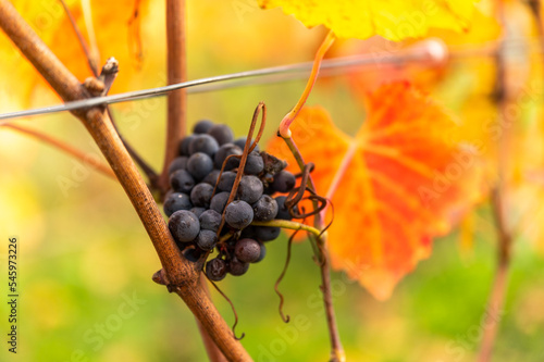 Weinreben im Ahrtal an einem Weinberg bei Ahrweiler photo