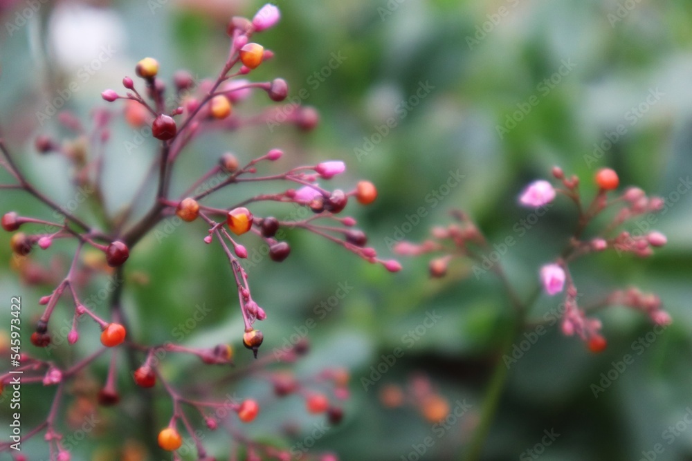 talinum fruticosum,red berries on a branch talinum fruticosum,red berries on a branch