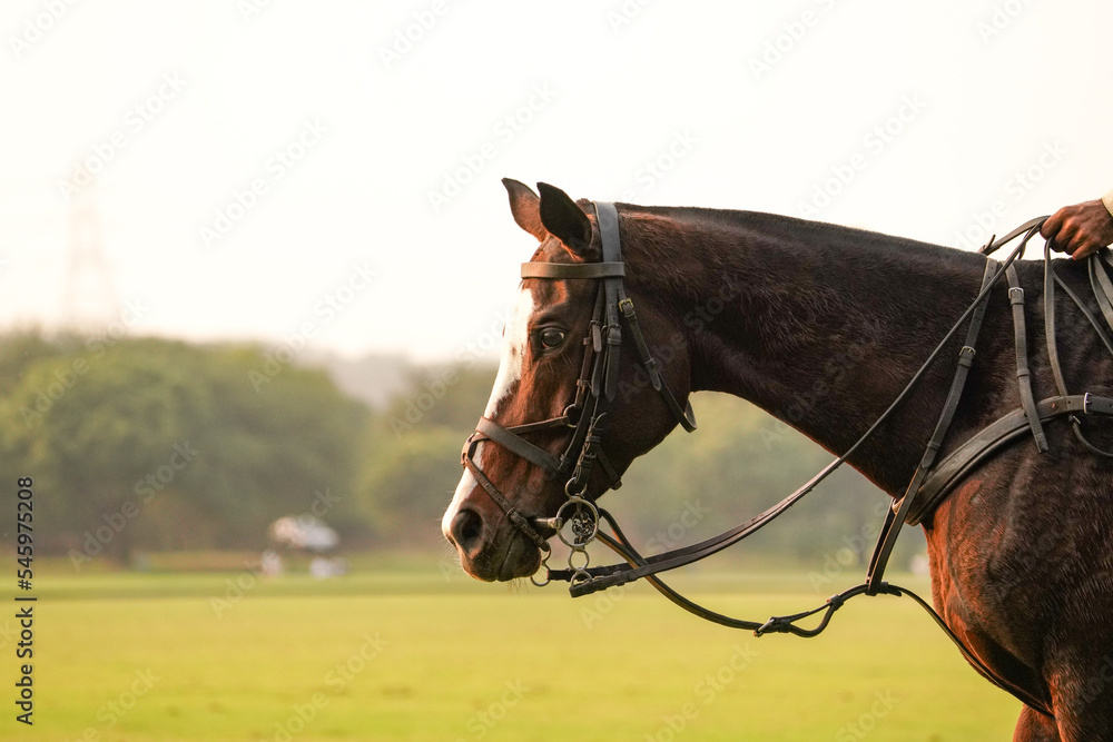 Obraz premium polo horses after the game