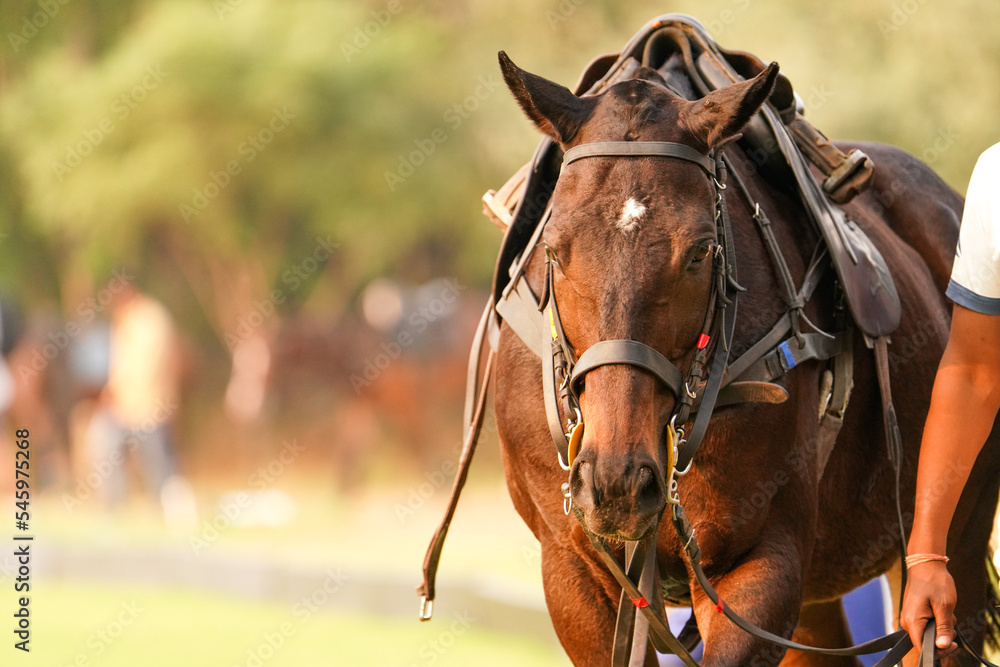 Obraz premium polo horses after the game