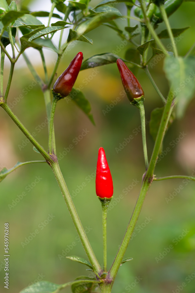 Red chilies and half ripe chilies grow on the tree trunks. Red chilies and half ripe chilies grow on the tree trunks.