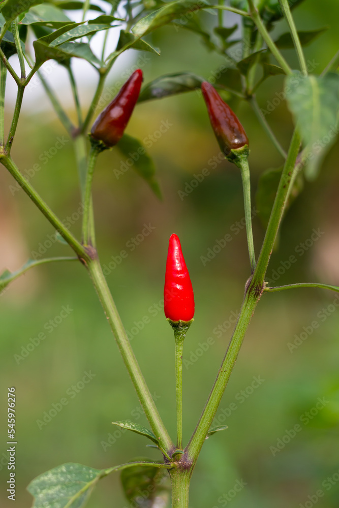 Red chilies and half ripe chilies grow on the tree trunks. Red chilies and half ripe chilies grow on the tree trunks.