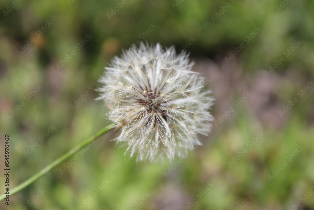 Close view of a delicated flower