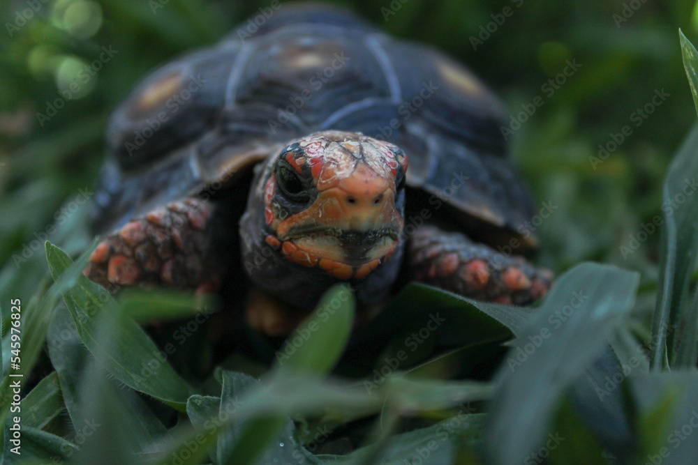 Naklejka premium Close view of a tortoise